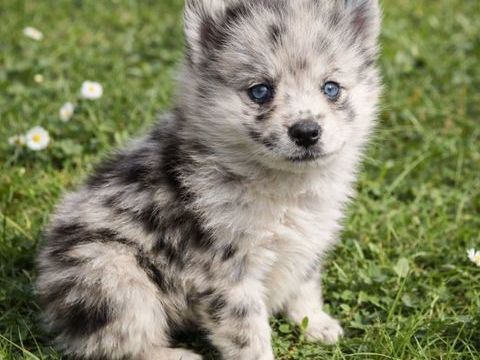 POMSKY F2A MICRO TOY ? 6 CHIOTS ? N&Eacute;S LE 30 JANVIER 1500 53220 Larchamp