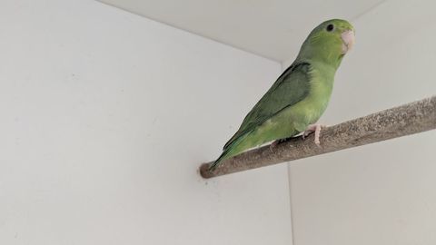 Perruche céleste, moineau, toui 30 80000 Amiens