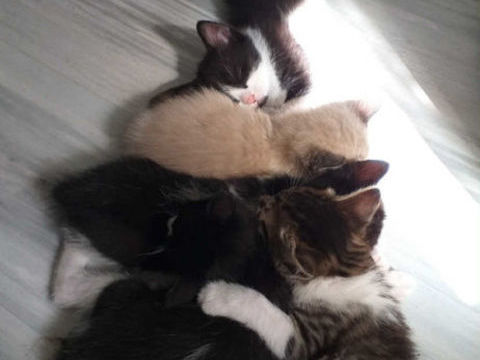 Bonjour cède 1 magnifique chaton Ragdoll  0 30290 Laudun-l'ardoise