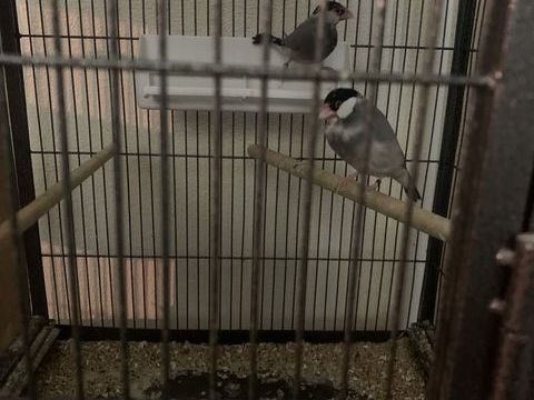 Padda de java 50 60700 Pont-sainte-maxence