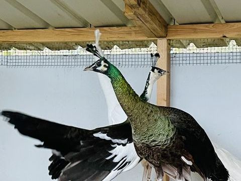 Spalding 500 85130 La verrie