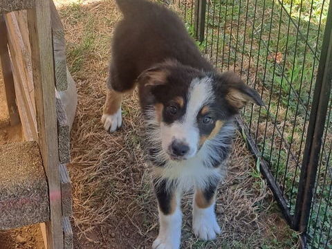 Chiots berger australien non lof 550 19450 Chamboulive