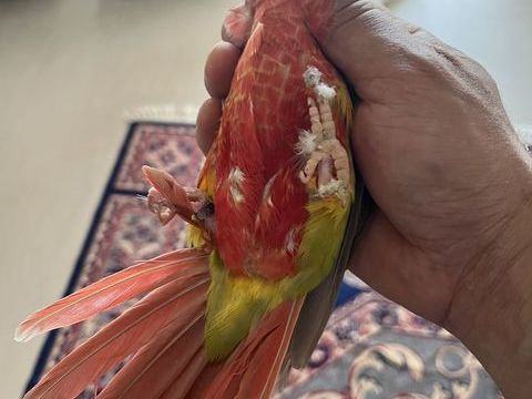 Conure reproducteur 220 67310 Wasselonne