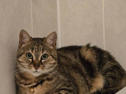 Chat femelle identifi&eacute; non st&eacute;rilis&eacute;e 50 93000 Bobigny