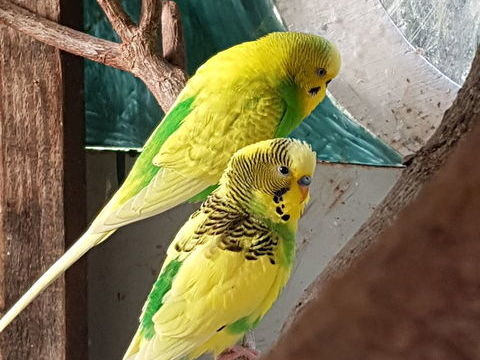 perruches ondul&eacute;es 20 93160 Noisy-le-grand