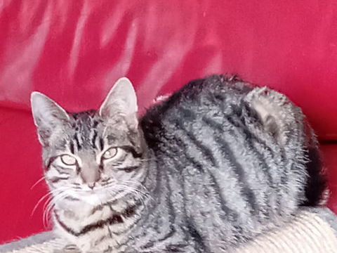 Boule cherche famille pour la vie 180 64600 Anglet