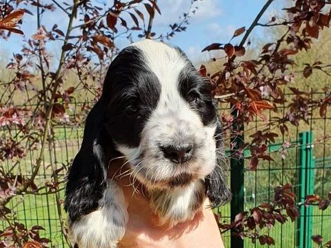 Chiots Cockers Anglais LOF &agrave; R&eacute;server 1400 39570 Revigny