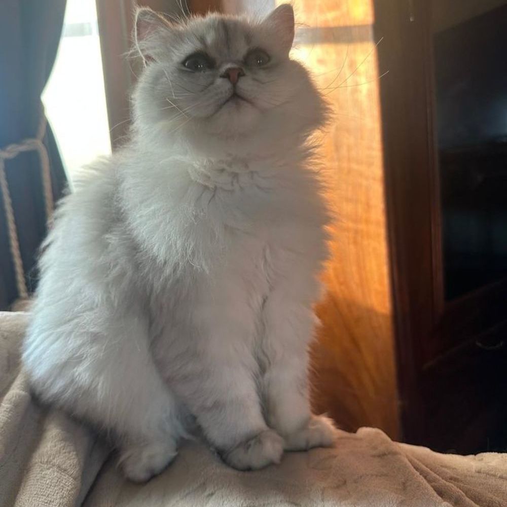   Adorable Chatons / Chats Persan parents LOOF 