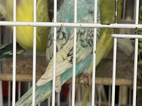 perruches ondulées 20 83100 Toulon