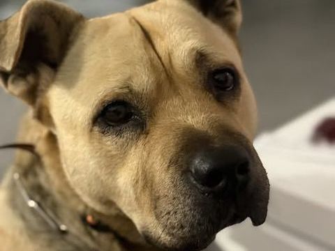 Chien ROX &agrave; l adoption 350 26270 Cliousclat