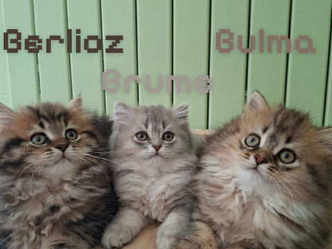 Chaton 800 88320 Frain