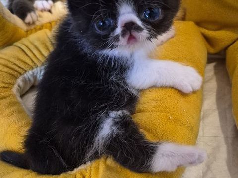 Exotic Shorthair 800 22780 Plounérin