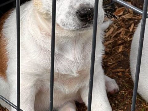 Radki, m&acirc;le crois&eacute; berger, n&eacute; le 01/11/2025 🤍 300 60000 Allonne