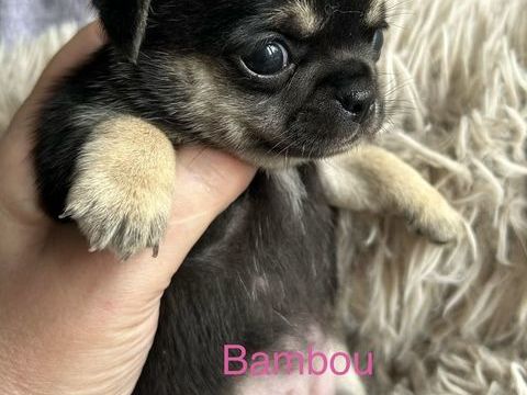 Chiots Chihuahuas  1500 54490 Piennes