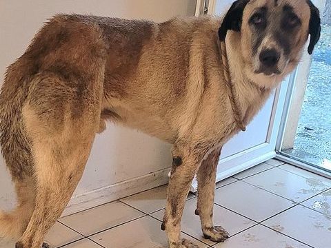 ALPIN, Berger grande taille, 2 ans 200 34500 B�ziers