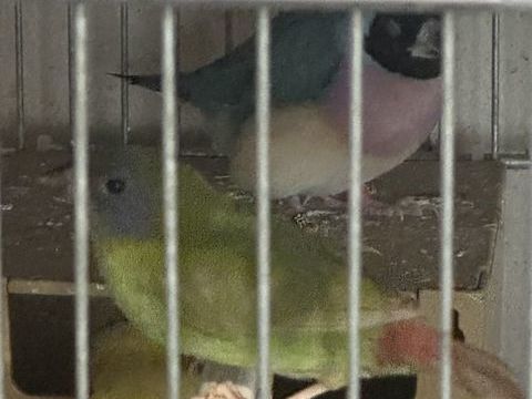 Femelle Kittelis 50 92600 Asni�res-sur-seine