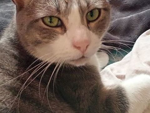 POMPE CHAT GRIS & BLANC 5 ANS 1/2 195 92260 Fontenay-aux-roses