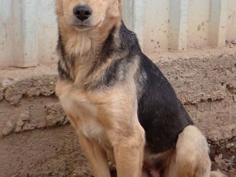 Najua &agrave; l'adoption 300 69002 Lyon