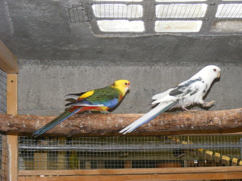 Pennants  mutation Panachés 0 85140 Les essarts