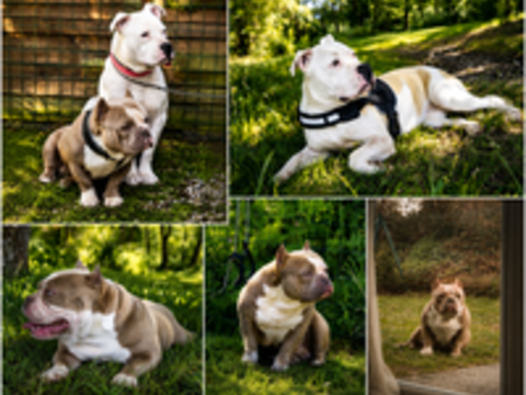   Chiot bulldogue  