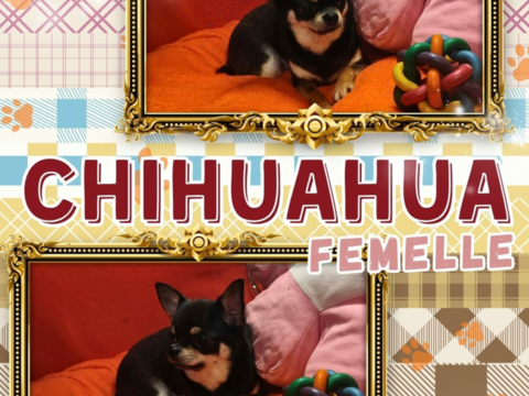 Chiot chihuahua femelle poils courts 600 18140 Pr�cy
