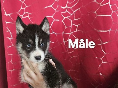 Husky de sib&eacute;rie non LOF 850 77940 Montmachoux