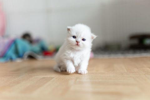 A r&eacute;server magnifique scottish fold 700 13127 Vitrolles