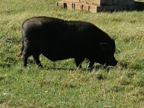 Cochon  nain 0 89260 Perceneige