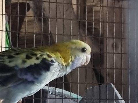 Perruche omnicolore t&ecirc;te p&acirc;le 60 61800 Tinchebray