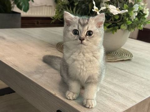 Chatons British Shorthair 1160 59540 Caudry