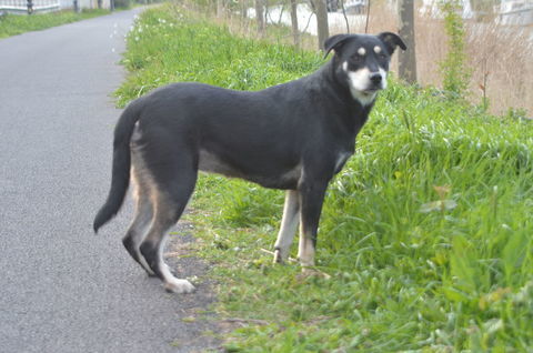 Magnifique chienne croisée labrador 40kg 0 34500 Bziers