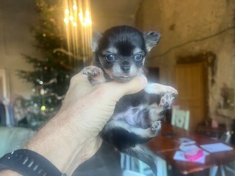 Chihuahua &agrave; poil long 1000 24300 Teyjat