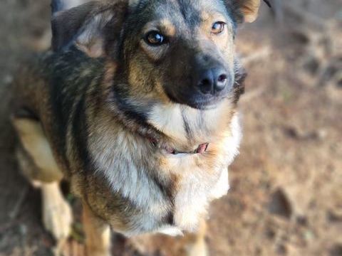 Gabi à l'adoption 220 01500 Ambrieu-en-bugey