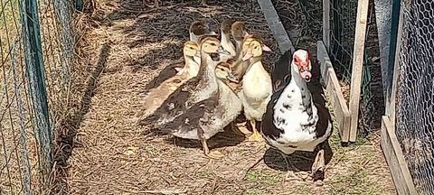 Canetons barbarie 10 59310 Auchy-lez-orchies