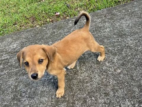 Loki, un toutou tout doux 350 55000 Bar-le-duc