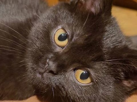 Chaton british shorthair  1100 59230 Saint-amand-les-eaux