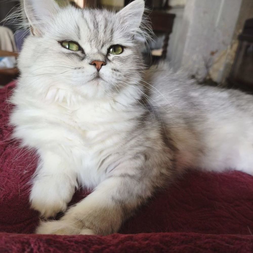   Chaton/Chat Persan LOOF 