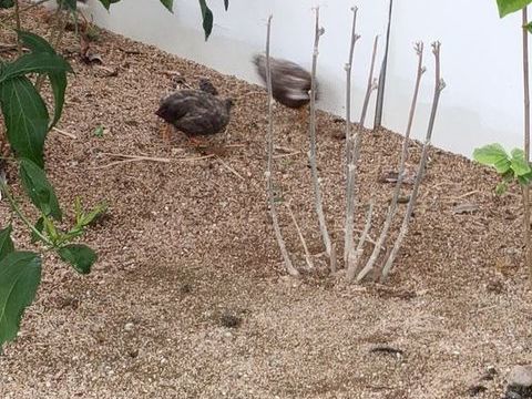 Caille 7 49122 Bgrolles-en-mauges