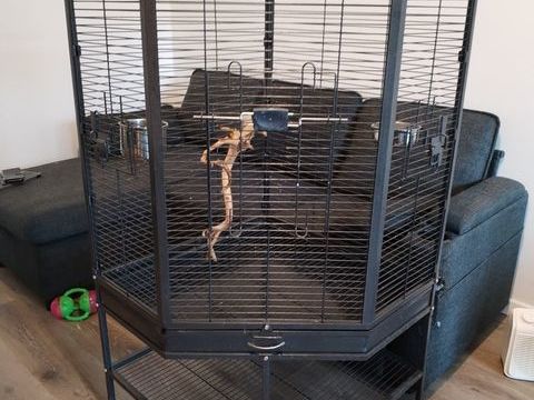 Voli&egrave;re oiseau Angle 150 77185 Lognes