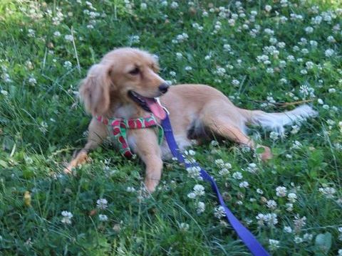 A L'ADOPTION AMELIE 0 75018 Paris
