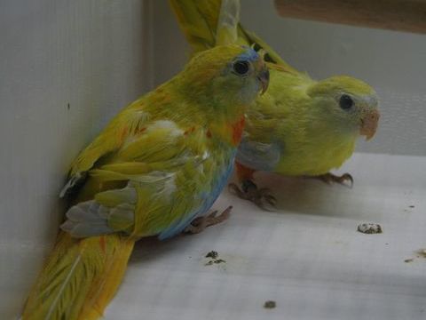 Perruches turquoisines 80 28100 Dreux