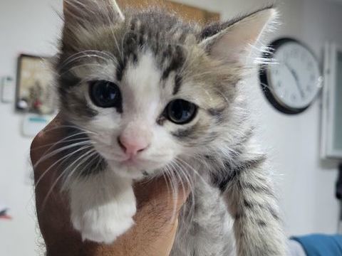 Chatons poils longs, maman Chantilly-Tiffany, sevr&eacute;s propres 0 83300 Draguignan