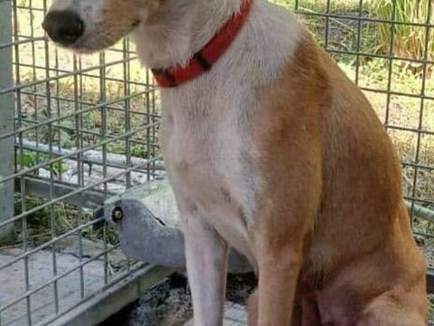 DELIA FEMELLE ST&Eacute;RILIS&Eacute;E 2 ANS A SAUVER DE GUADELOUPE  ADOPTION OU ACCEUIL 0 75018 Paris