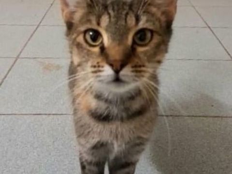 ✨️ ODELIA ✨️ 🐱 0 44000 Nantes
