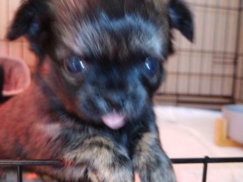 &Agrave; r&eacute;server pour d&eacute;but mai 690 86320 Lussac-les-ch�teaux