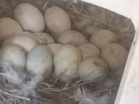 oeufs f&eacute;cond&eacute;s de cane de Barbarie, 3 83260 La crau