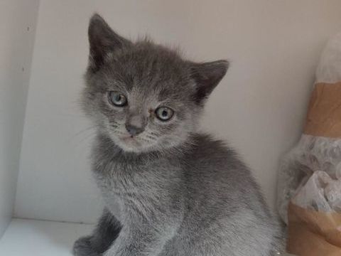 4 MAGNIFIQUES CHARTREUX LOOF 185 10190 Neuville-sur-vannes