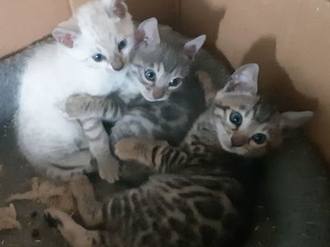 Magnifiques chatons Bengals LOOF petit prix 500 31000 Toulouse
