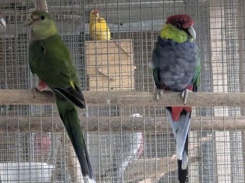 Perruche red capped 120 80000 Amiens