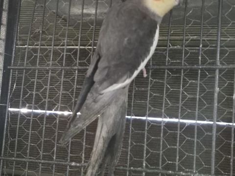 Calopsitte 25 17510 Villiers-couture